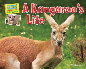 sach-a-kangaroo-life