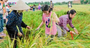 Câu hát trao duyên bên cánh đồng lúa chín – Bắc Ninh 2020