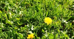 Tình anh em tuyệt diệu ở “Tôi thấy hoa vàng trên cỏ xanh”