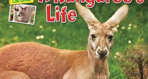 A Kangaroo’s life (Ellen Lawrence, Bearport Publishing, 2012)