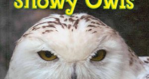 Snowy Owls (Roman Patrick, Gareth Stevens Publishing, 2010)